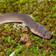 The “Ziggy Stardust” snake, bearing the rainbow-like patterns of its namesake. This beautiful snake was discovered in Laos. (Image: Alexandre Teynie)